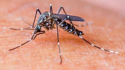 dengue cases