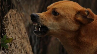 dogo