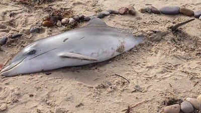 dolphin