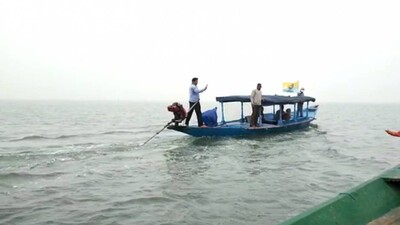 dolphin-census