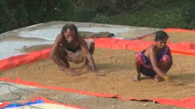 drying-paddy-after-flood