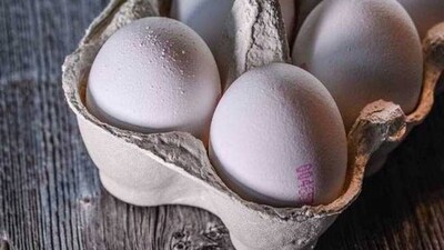 egg