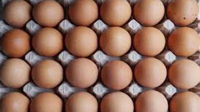 eggs