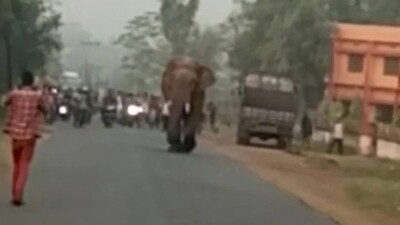 elephant-2
