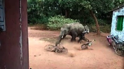 elephant-attack