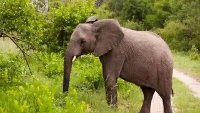 Sambalpur Elephant Death: PCCF Recommends Disciplinary Action Against 'Erring' Ranger