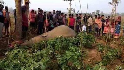 elephant-death-