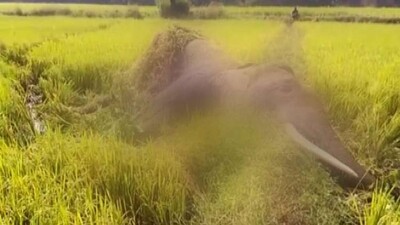 elephant-death-up