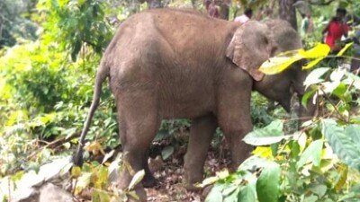 elephant-death
