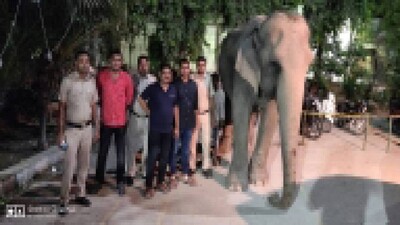 elephant-laxmiLAXMI