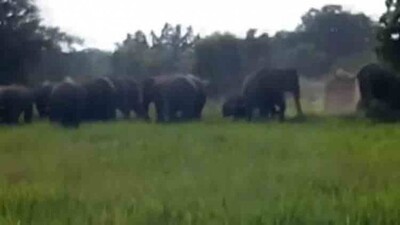 elephant-menace