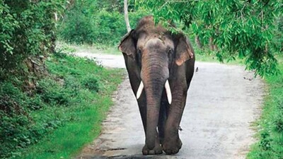 elephant-on-rampage