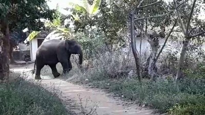 elephant-strays-into-human-