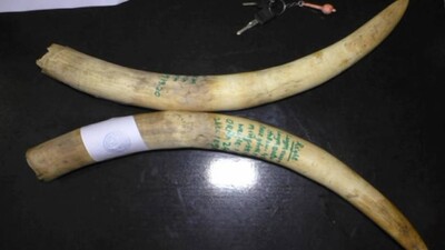 elephant-tusk-smuggling