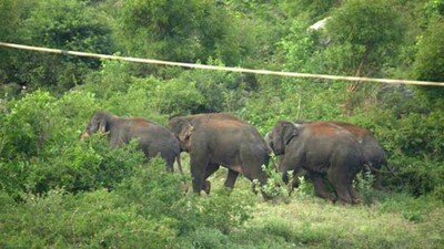 elephant