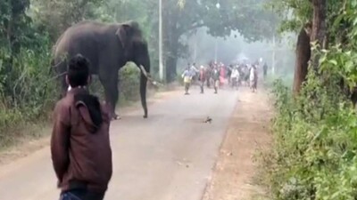 elephant2
