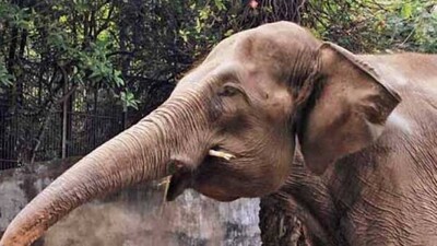 elephant