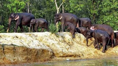 Elephant carcasses found in Kuchinda forest