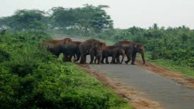 elephant