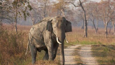 elephant