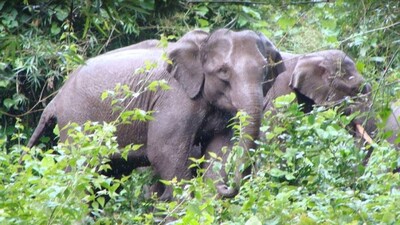 elephants-1