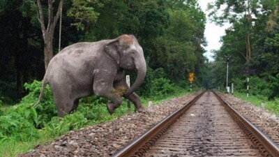 elephant killed by train