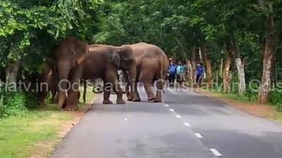elephantsss