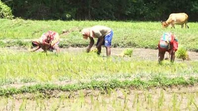 farmer-crop-insurance