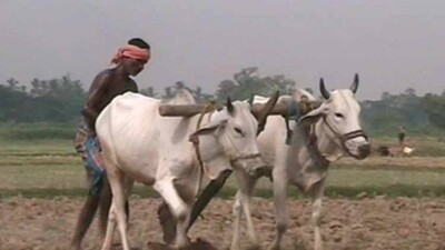 farmer-up
