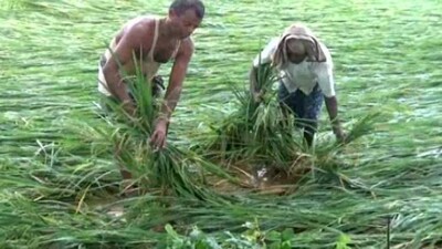 farmer1