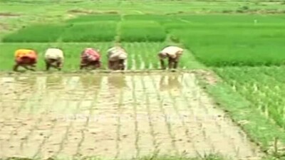 farmer