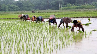 farmers