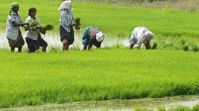 farmers