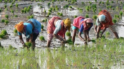 farming