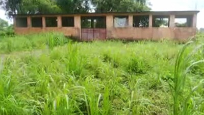 Fodder Grass Farm In Kendrapara Begs For Revival