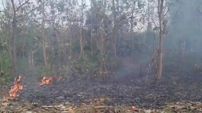forest-fire1231