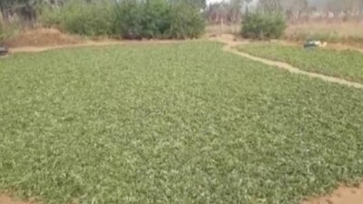 ganja-farming
