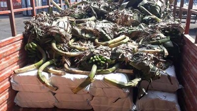 ganja-smuggling