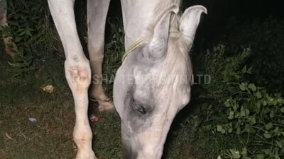 ganjam 