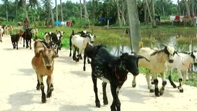 goat-farming