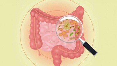 gut-bacteria-655x353