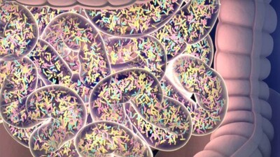 gut-bacteria