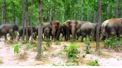 haathi
