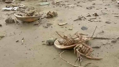 horseshoe-crabs
