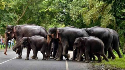 human elephant conflict odisha