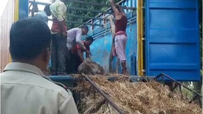 illegal-cattle-transport