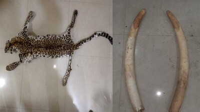 illegal-wildlife-trade