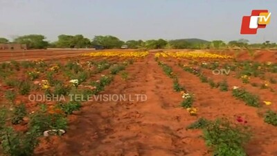 integrated-multiple-farming