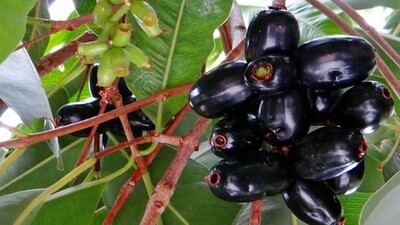 Summer's Fruit Basket: Jamun- The Wholesome Berry Of India