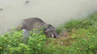 Jumbo death